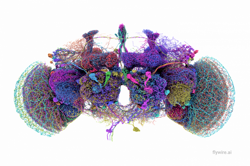 Las 50 neuronas más grandes del conectoma cerebral de la mosca