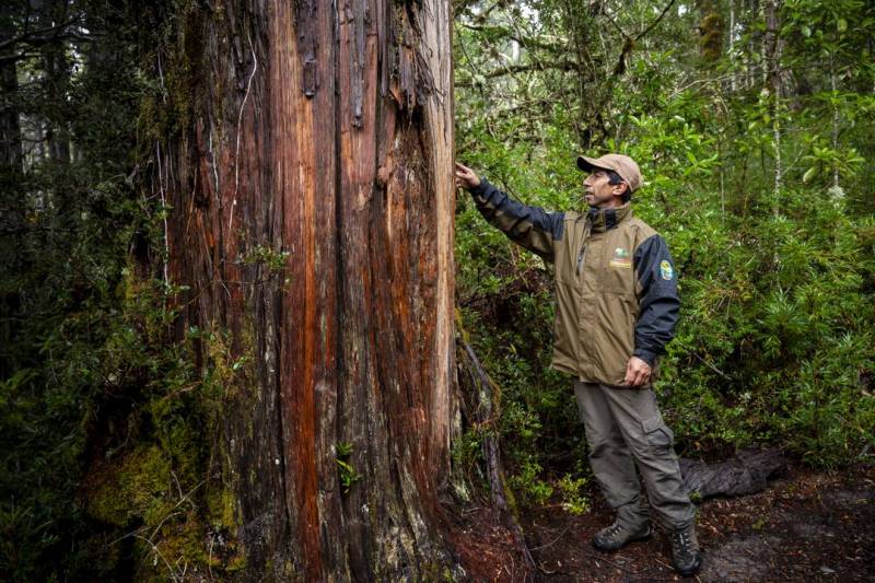 alerce milenario y guardabosques