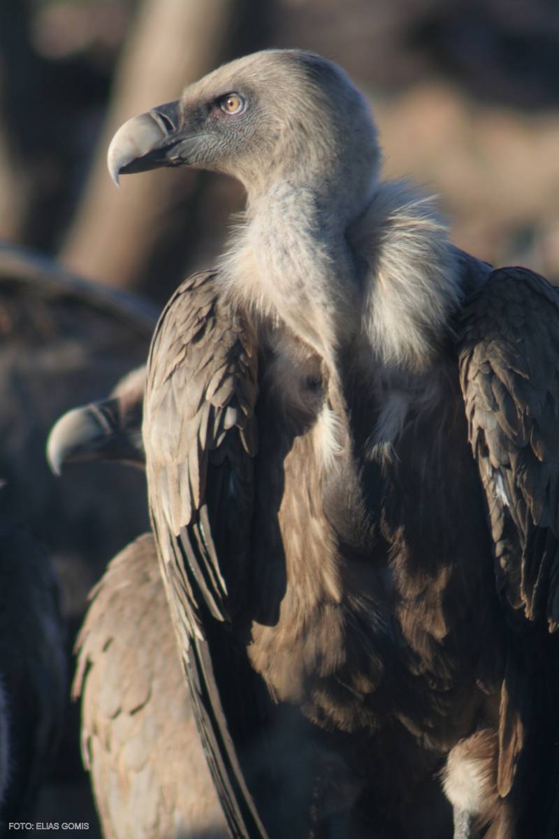 Los científicos realizan un intenso seguimiento de las aves.