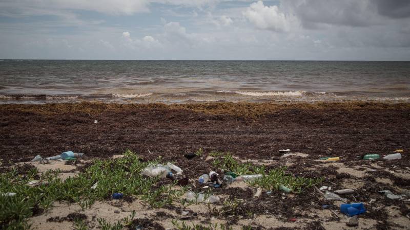 macroalgas en el Caribe mexicano