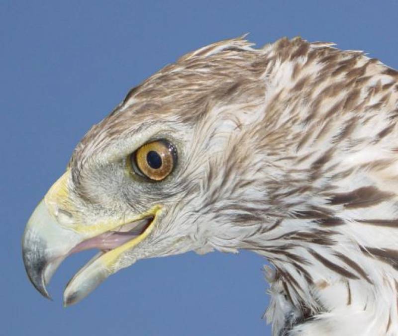  La muerte por electrocución es la primera causa de mortalidad del águila perdicera (Aquila fasciata)