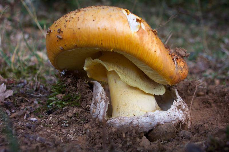 Amanita caesarea