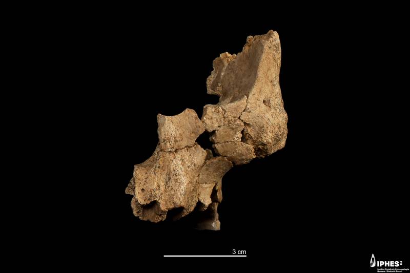 Fósil ATE7-1 de Atapuerca