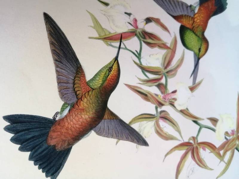 Obra del taxidermista e ilustrador británico John Gould