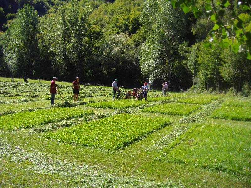 Pasto de experimentación en Crémenes.