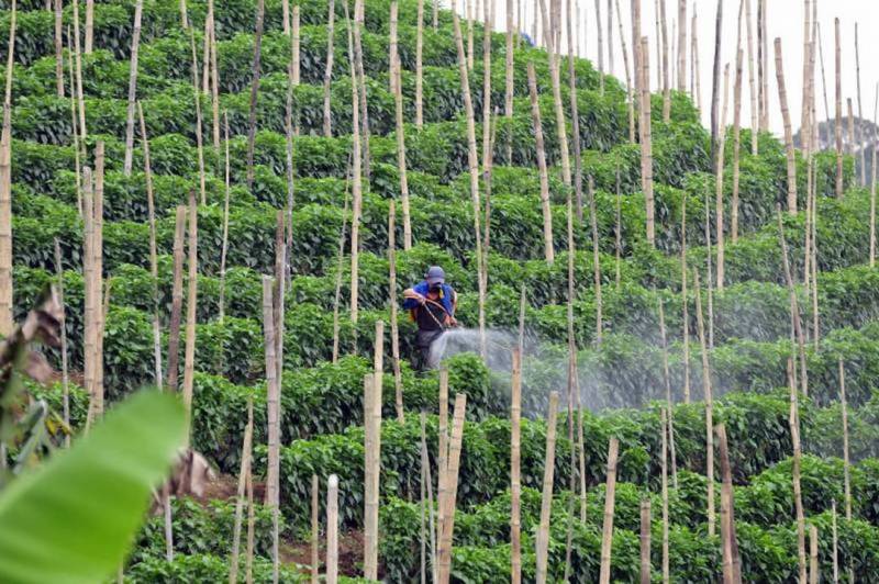 Imagen de un trabajador fumigando