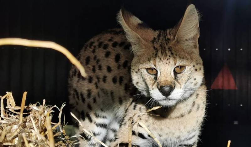 Serval africano rescatado en Alicante