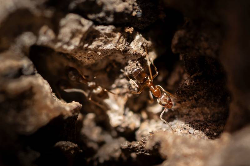 La supercolonia de hormiga argentina se extiende de Doñana a Italia