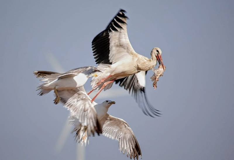 aves