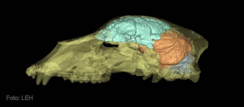 El Laboratorio de la Evolución Humana cuenta con el primer TAC no hospitalario de España, destinado a fines científicos.