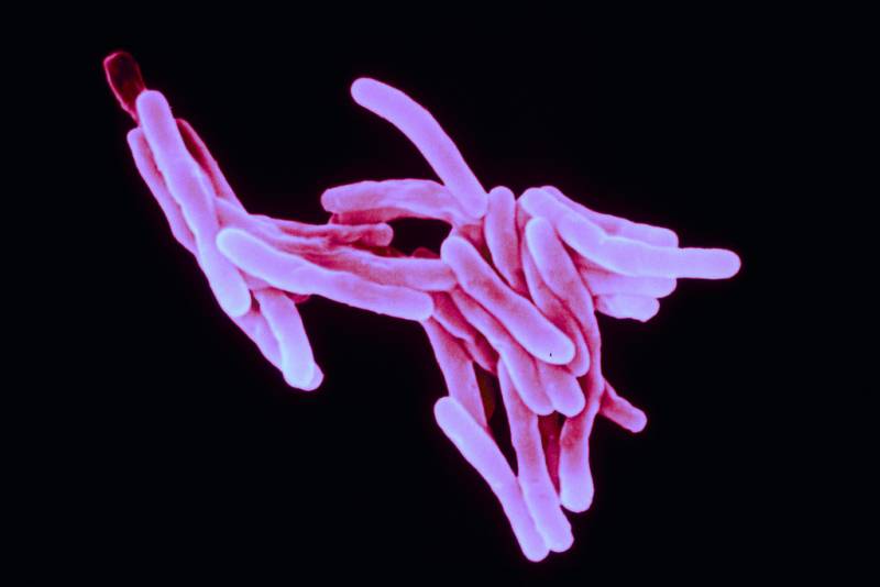 Mycobacterium tuberculosis