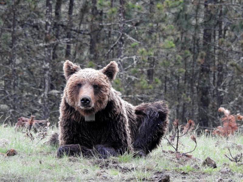 Oso en Serbia