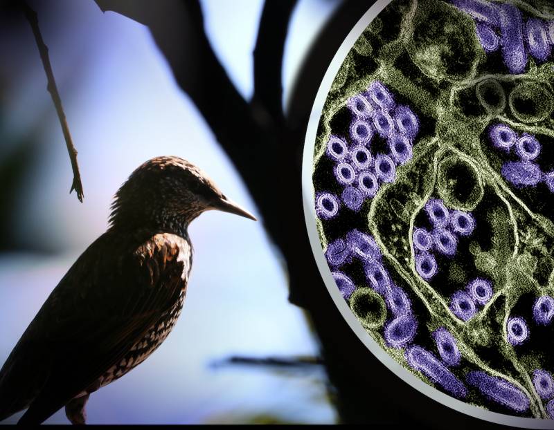 aves y virus