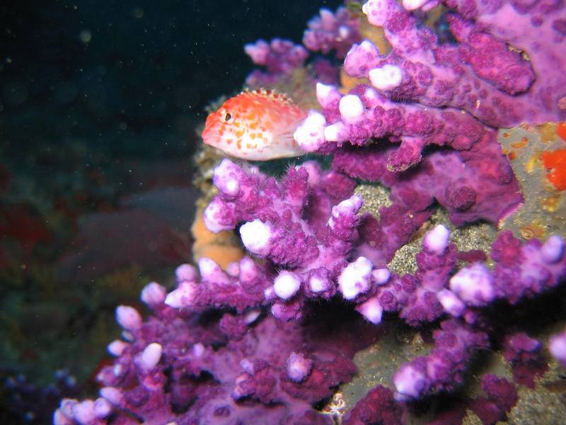 Peces en arrecifes de coral.