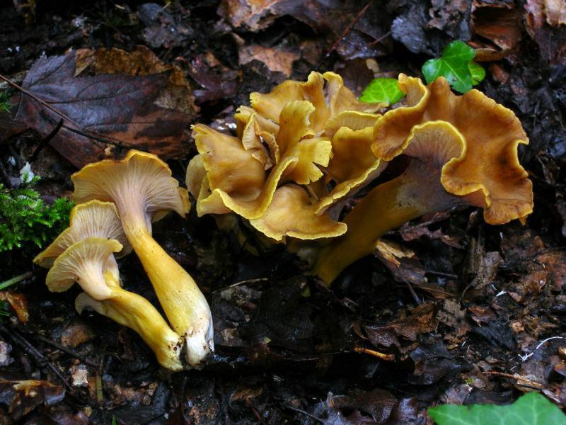 ‘Craterellus melanoxeros’, especie de hongo incluida en la lista roja europea. En la Península Ibérica está ampliamente distribuida, pero no es común. / Ibai Olariaga