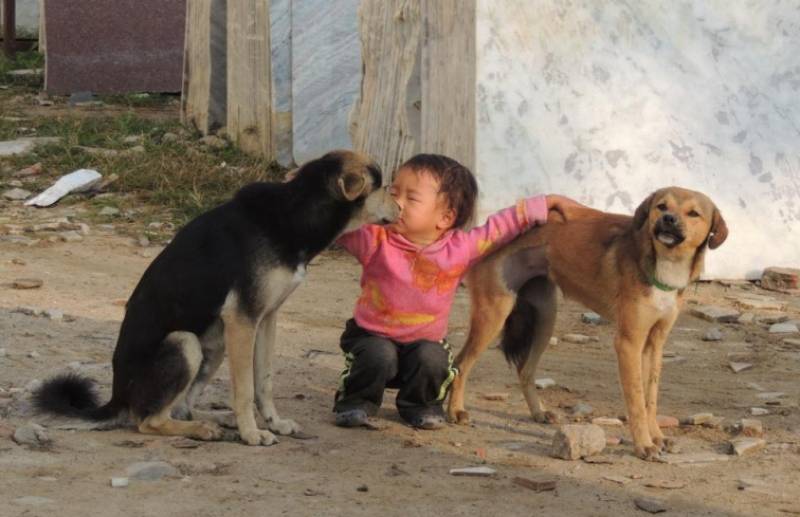 Kukur lai maya, amor a los perros. / Cristina Herrero. 