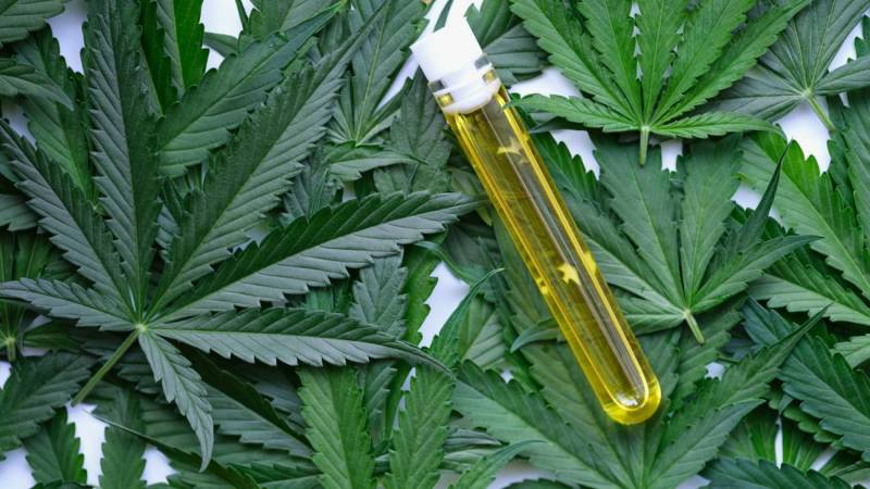 El cannabidiol, más conocido como CBD, es uno de los más de 120 cannabinoides 