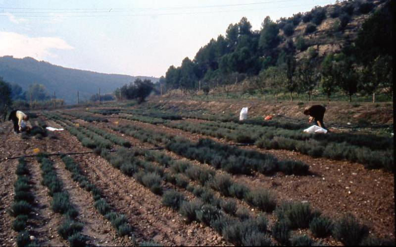 Campo de ensayo de Thymus Vulgaris