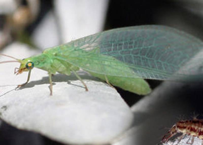 Adulto alado y larva de Chrysoperla carnea