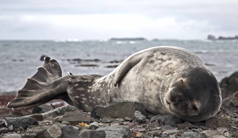 Foca | Fotografía Julio Martín