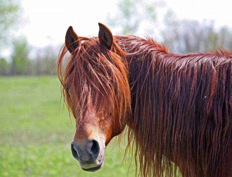 Champú de caballo