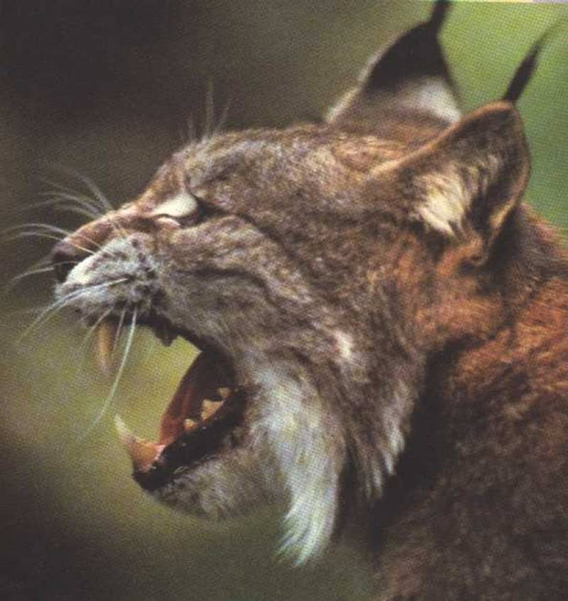 Lynx pardinus