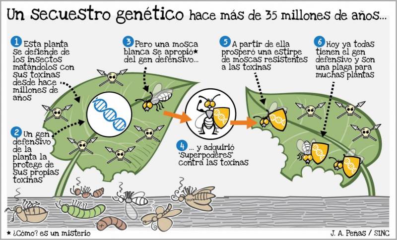 Ilustración sobre cómo la mosca que adquirió un gen de una planta.