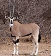 Oryx beisa