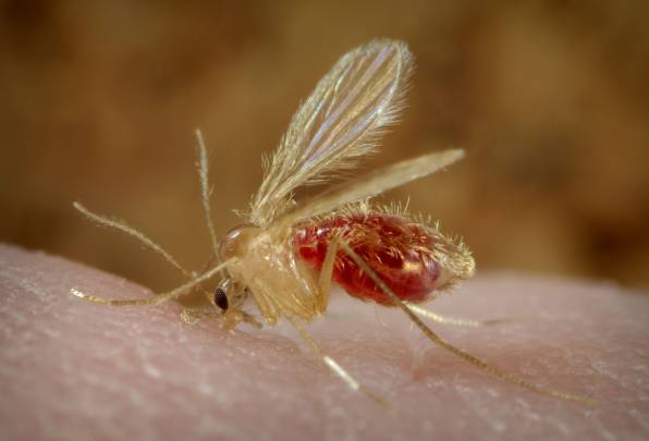 Flebótomo hembra en el acto de alimentarse con sangre humana. / Wikipedia