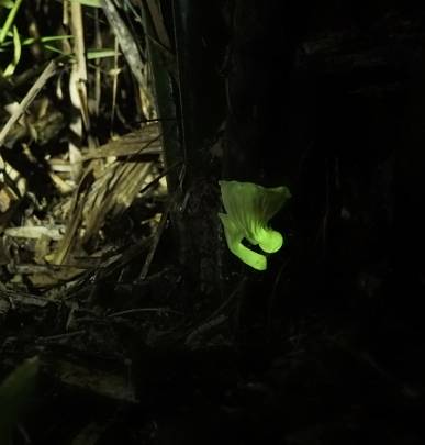 Hongo bioluminiscente