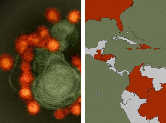 El equipo estudió la propagación del virus (izquierda, cortesía de NIAID) entre las regiones afectadas de América del Sur y Central y el Caribe (derecha, en rojo). / Instituto Broad