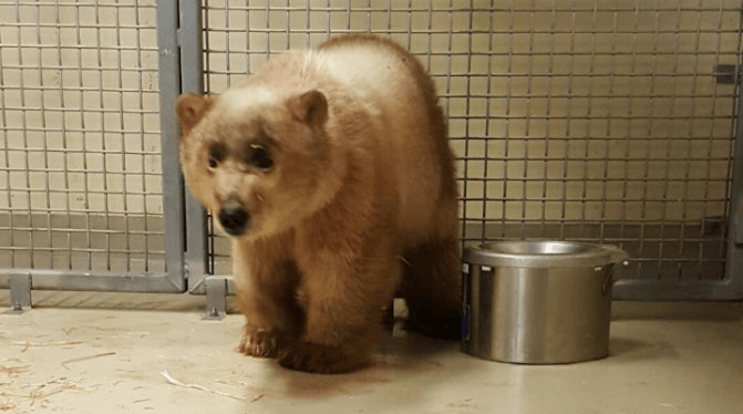 El otro osezno rescatado. / Centro Internacional Leatherdale de Conservación de Osos Polares