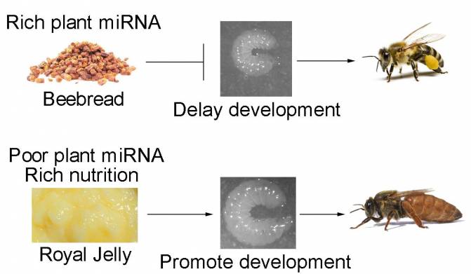Esquema de la regulación del micro ARN de plantas en el desarrollo de las abejas melíferas. / Drs. Xi Chen y Kegan Zhu