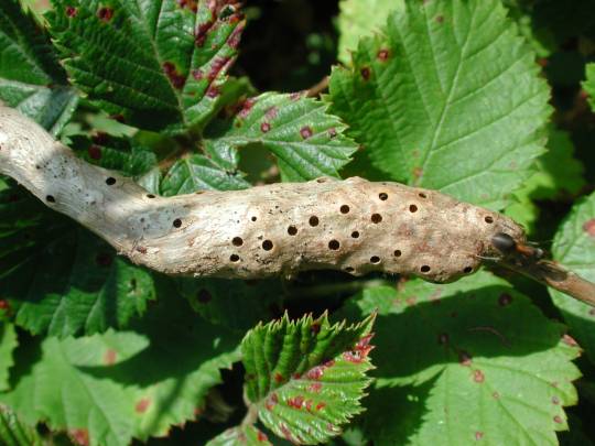 Agallas de cinípidos en quejigo (Quercus faginea). Obsérvense las bellotas al lado de las agallas que muchas veces son confundidas con frutos. / MNCN