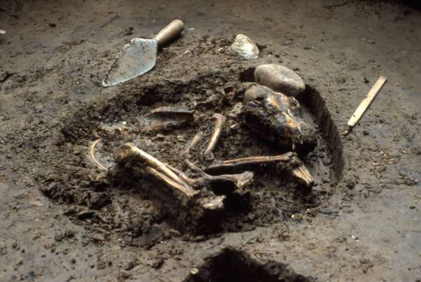 Resto arqueológico de perro americano. / Del Baston, cortesía del Center for American Archaeology