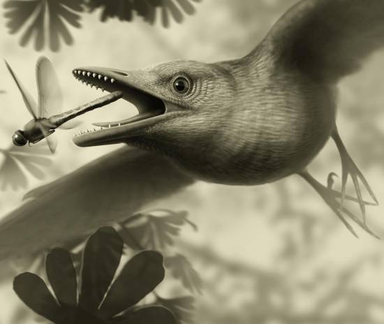 El nuevo estudio documenta la intrincada disposición de los músculos y ligamentos del ala de una ave antigua, y apoya la idea de que realizaban hazañas aerodinámicas similares a las actuales. / Stephanie Abramowicz