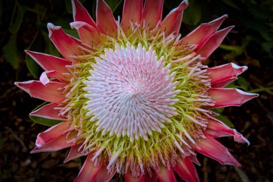 Protea rey / Adam Wilson