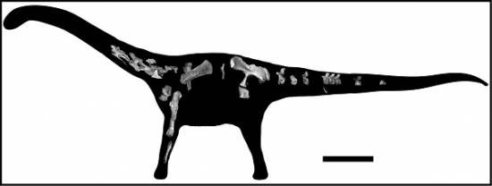 Esta imagen muestra las piezas del esqueleto recuperado de Rukwatitan bisepultus dentro de una silueta del animal. / Eric Gorscak, la Universidad de Ohio.