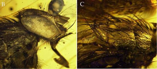 Ejemplar de Mesembrinella caenozoica en ámbar / Cerretti et al. (2017)