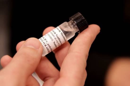 El probiótico se basa en una bacteria no patógena, que se halla normalmente en el agua del grifo, de la misma familia que la que causa la enfermedad./ Manremyc
