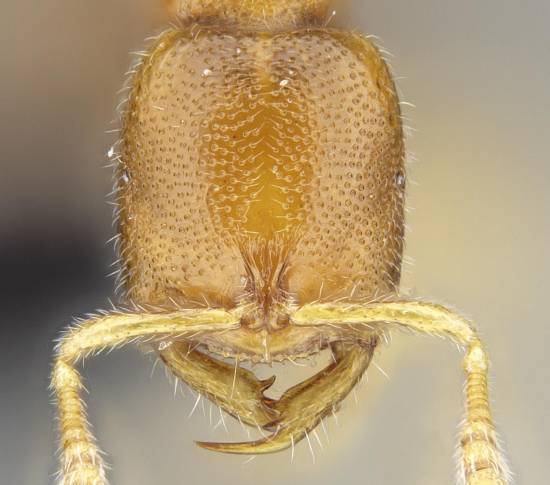 Otra de las nuevas especies denominada 'Prionopelta vampira' / Academia de Ciencias de California