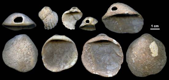 Conchas perforadas descubiertas en los sedimentos de la cueva de los Aviones de entre 115.000 y 120.000 años / J. Zilhão