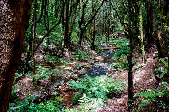 Barranco del Cedro (La Gomera) / Franco Vannini