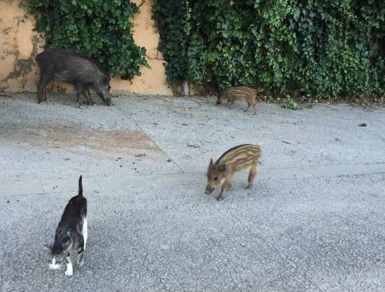 Gatos y jabalíes en Barcelona / Eugenio Fernández Suárez