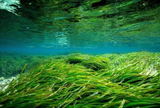Pradera de posidonia en Formentera / Manu San Félix