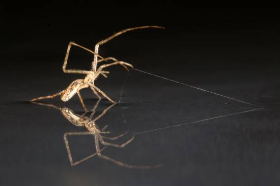 La araña Tetragnathid está usando seda como ancla. / Alex Hyde