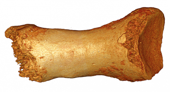Vista dorsal del hueso del dedo Denisovan Neandertal / (C) Bence Viola
