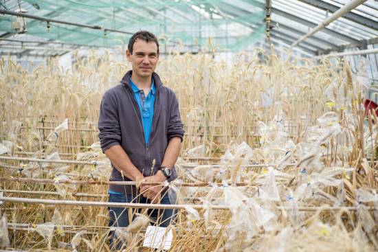 Frédéric Choulet, investigador en el INRA. /INRA, Christophe Maitre