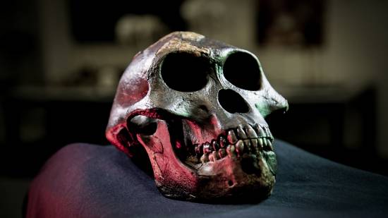 Cráneo de Lucy, Australopithecus afarensis, incluida en el estudio / David Hocking
