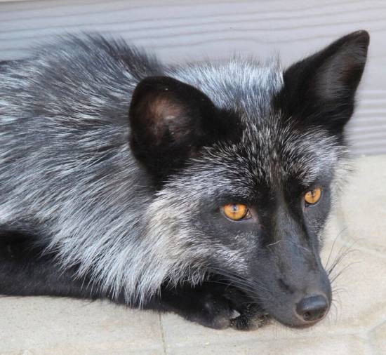 Zorro ruso domesticado /  Amy Basset and JAB Canid Education and Conservation Center